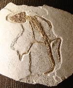 Krokodil